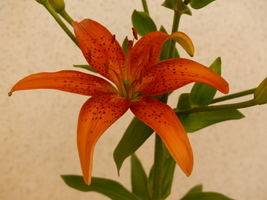 Foto: Dr. Peter Müller